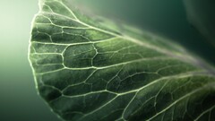 filter macro Green nature Plants leaves