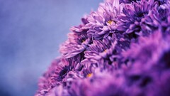 filter nature Flowers macro purple flowers Plants