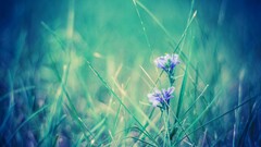 filter nature Flowers Plants