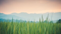 filter nature grass Plants sky