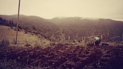 filter nature landscape field farm Plants