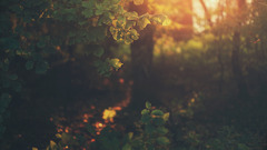 filter nature Plants