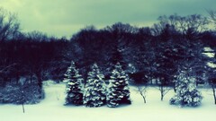 filter nature snow forest landscape Trees