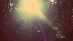 filter nature sunlight Trees