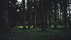 filter nature Trees forest Green