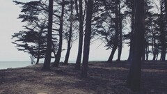 filter nature Trees horizon