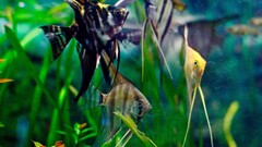 fish Animals aquarium