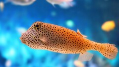 fish Animals Sea blue orange dots underwater Sea Life Turquoise