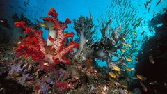 fish Animals underwater