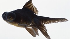 fish Animals white background