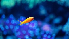 fish bokeh water goldfish nature underwater Sea yellow blue