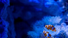 fish clownfish sea anemones underwater Animals