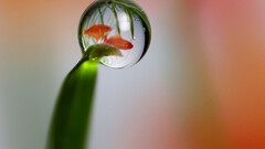 fish goldfish grass water drops Animals