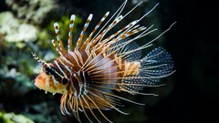 fish lionfish Animals