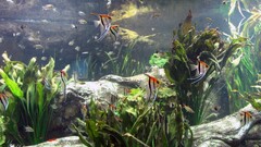 fish Plants aquarium Animals