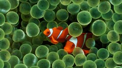 fish Sea water Animals clownfish sea anemones