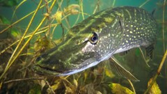 fish underwater Animals