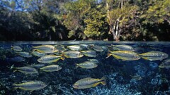 fish underwater nature water Animals