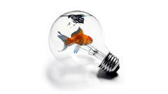 fish water white Photoshop