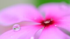 flower petals water drops nature macro Plants