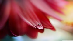flower petals water drops Plants red flowers Flowers
