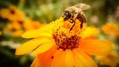 Flowers Animals insect Plants