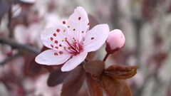 Flowers blossoms Plants pink flowers