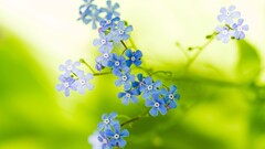 Flowers blue flowers Forget-me-nots