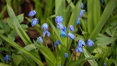 Flowers blue flowers leaves Plants
