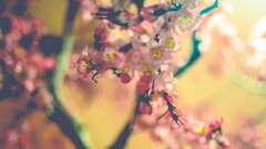 Flowers blurred blossoms branch Plants pink flowers