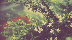 Flowers blurred outdoors Plants