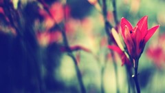 Flowers blurred Plants