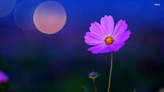 Flowers bokeh pink flowers cosmos flower