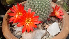Flowers cactus Plants