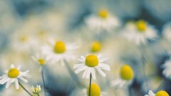 Flowers chamomile bokeh Plants