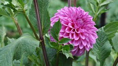 Flowers dahlias pink flowers Plants
