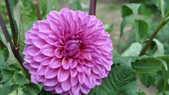 Flowers dahlias pink flowers Plants
