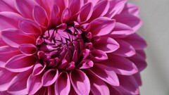 Flowers dahlias pink flowers Plants