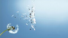 Flowers dandelion low-angle Plants