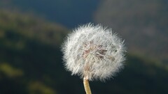 Flowers dandelion white flowers Plants