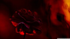 Flowers dark blurred Plants