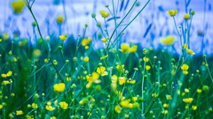 Flowers depth of field grass nature yellow flowers Russia