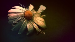 Flowers digital art Plants