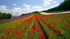 Flowers field Poppies Plants outdoors colorful