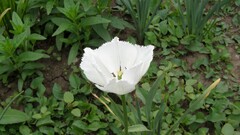 Flowers Garden Plants