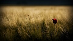 Flowers grass Plants