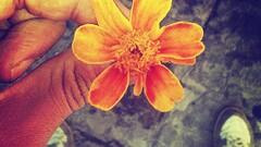 Flowers hands orange flowers
