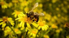 Flowers insect Animals