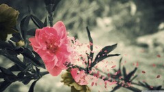 Flowers leaves Plants