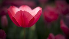 Flowers leaves Plants